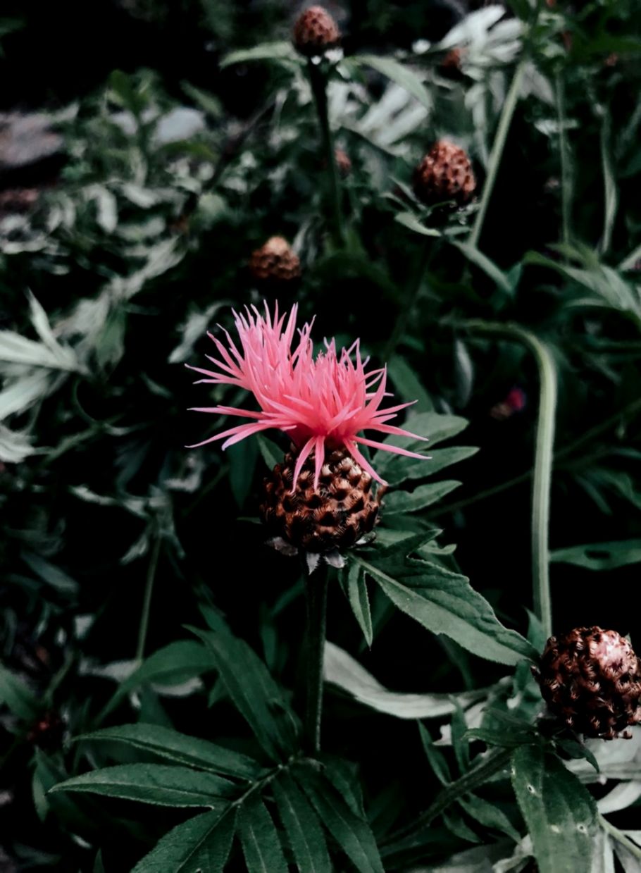 Phone Wallpapers — DARIADARIA Phone Wallpapers — DARIADARIA