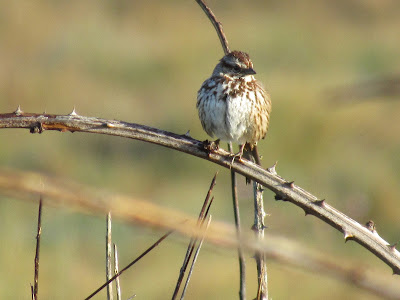 Song Sparrow