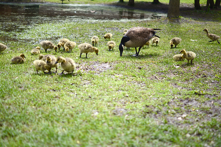 Bay Beach Wildlife Sanctuary | My Darling Days Bay Beach Wildlife Sanctuary | My Darling Days