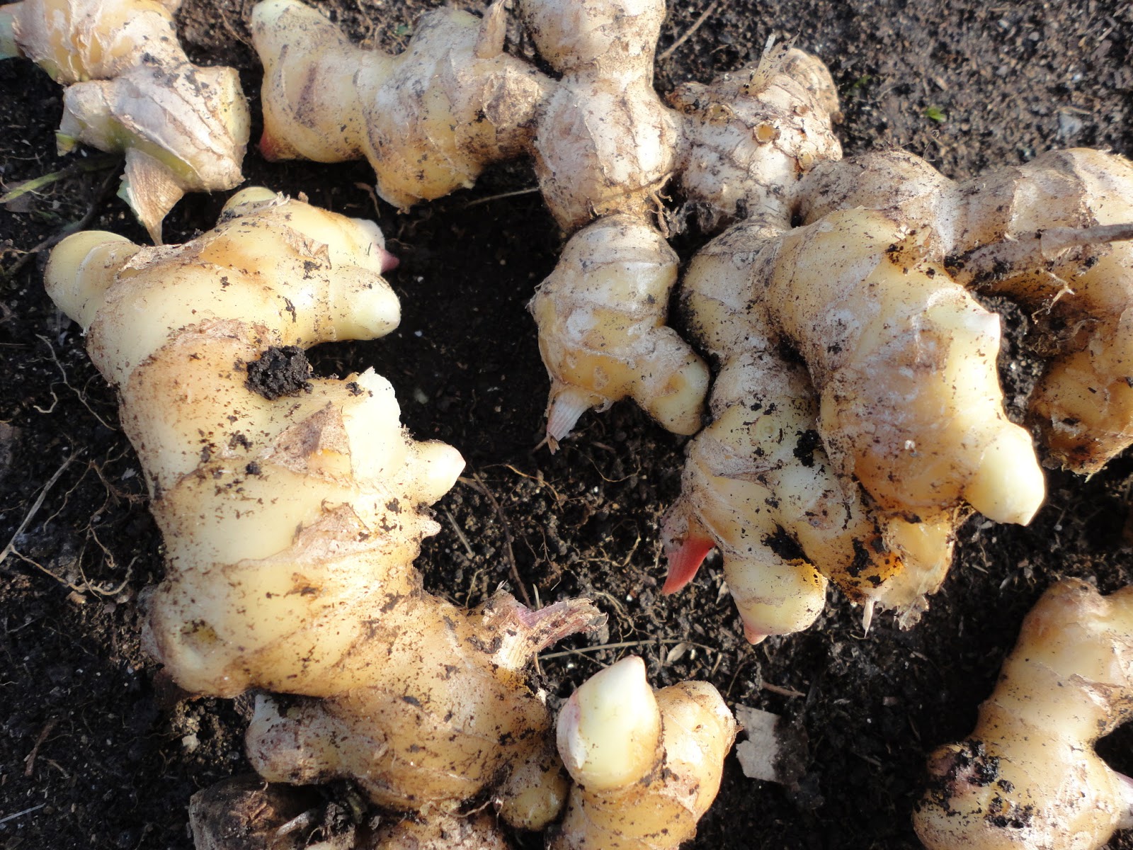 Прорастить корень имбиря. Имбирь "цветонос". Имбирь на улице. Имбирь в огороде. Имбирь куст.