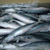 Indonesian Mackerel Supplier Benefits and Reasons to Buy