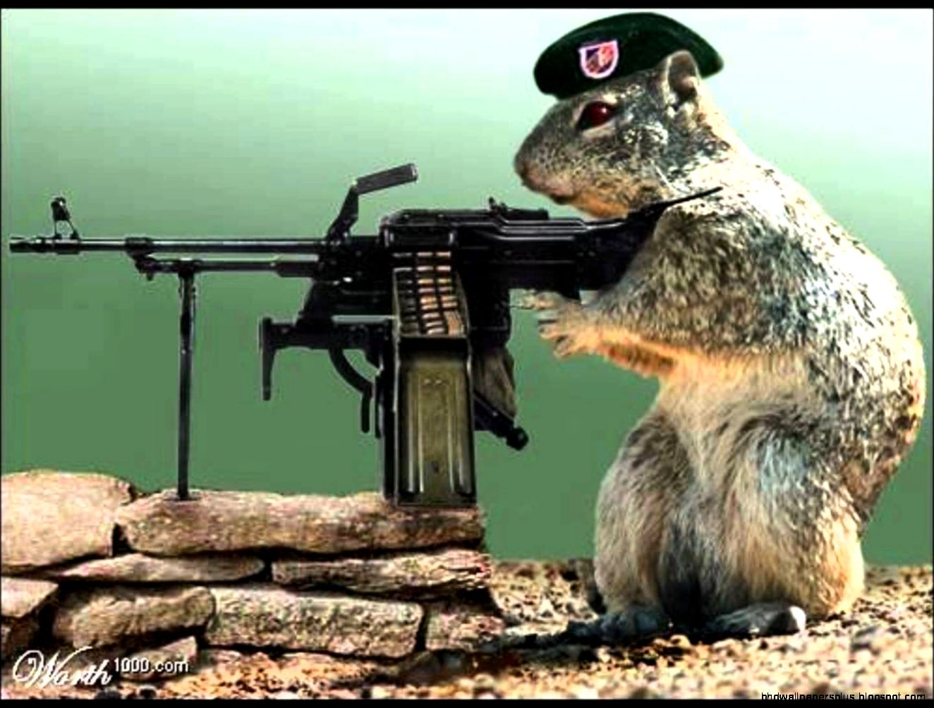 funny animals with guns   YouTube
