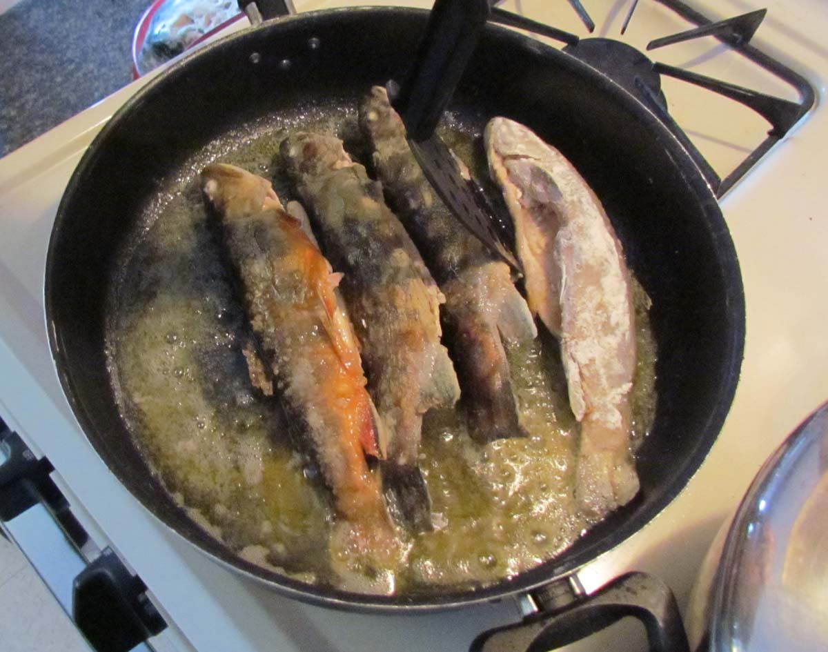 The Agatelady Adventures and Events School Forest Snoeshoe and Brook