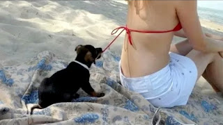 youtube funny video animal cute puppies