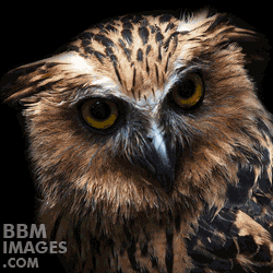 Gambar Dp Bbm Burung Hantu Bergerak Animasi Lucu