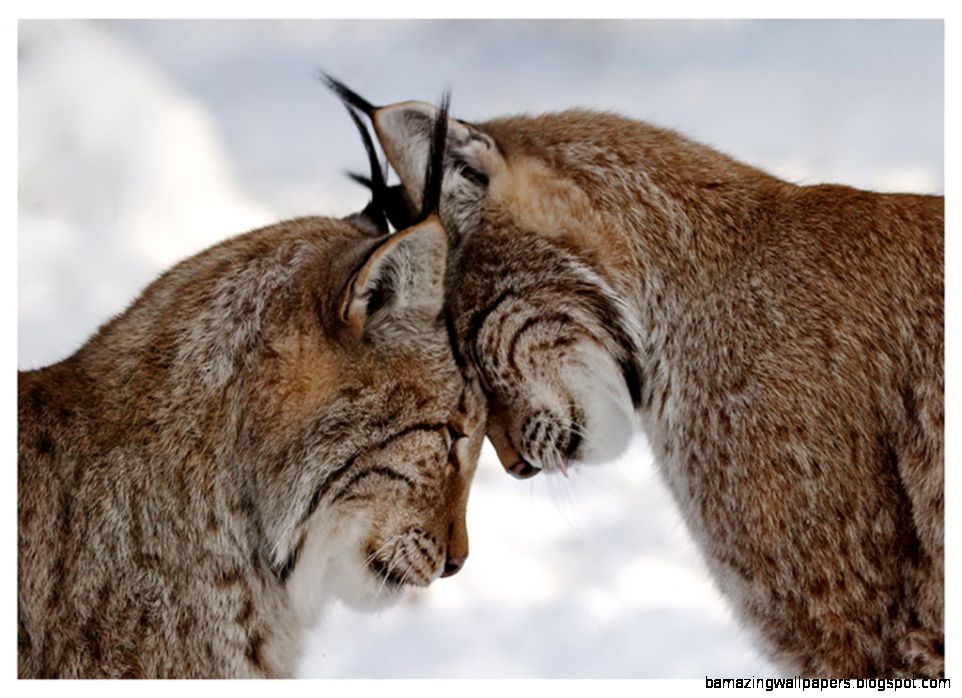 Cute Animals With Immense Love   Animal Stories