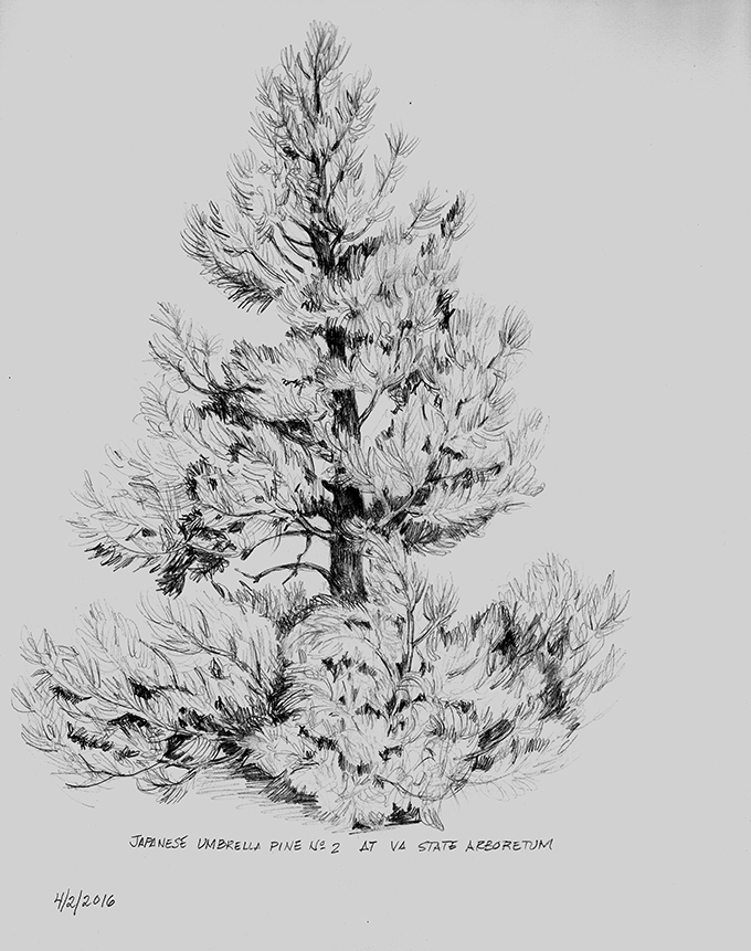 Maza Studio Japanese Umbrella Pine Sketches