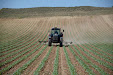 Harrowing sunflowers