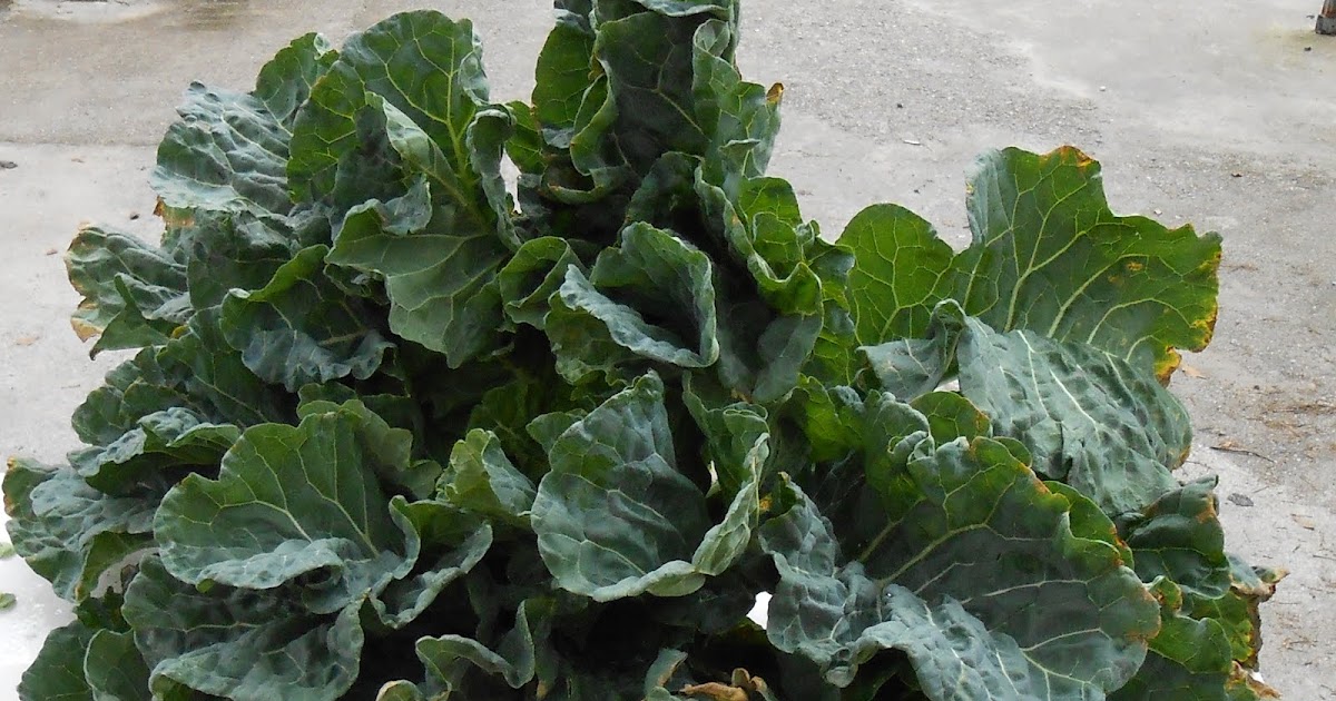 Mrs. Patsi A Working Pantry Canning Collard Greens