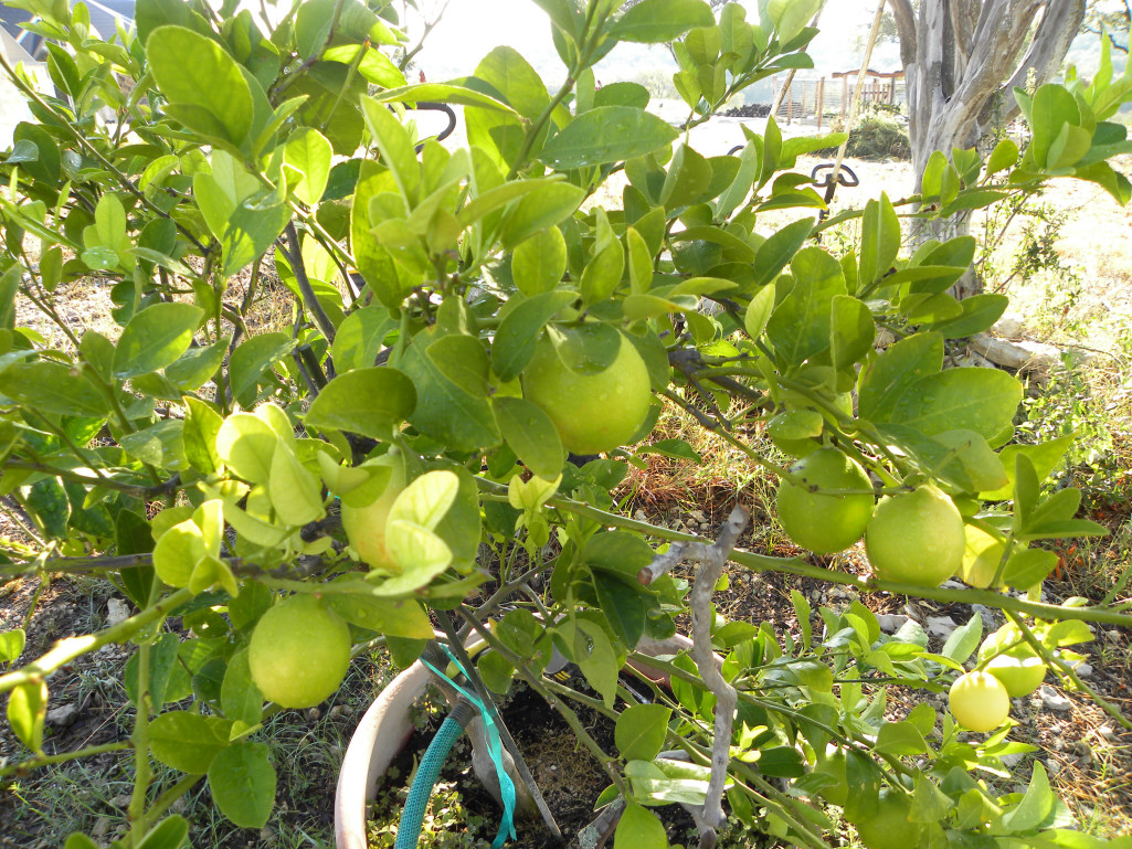 Diane's Texas Garden Lemon Tree