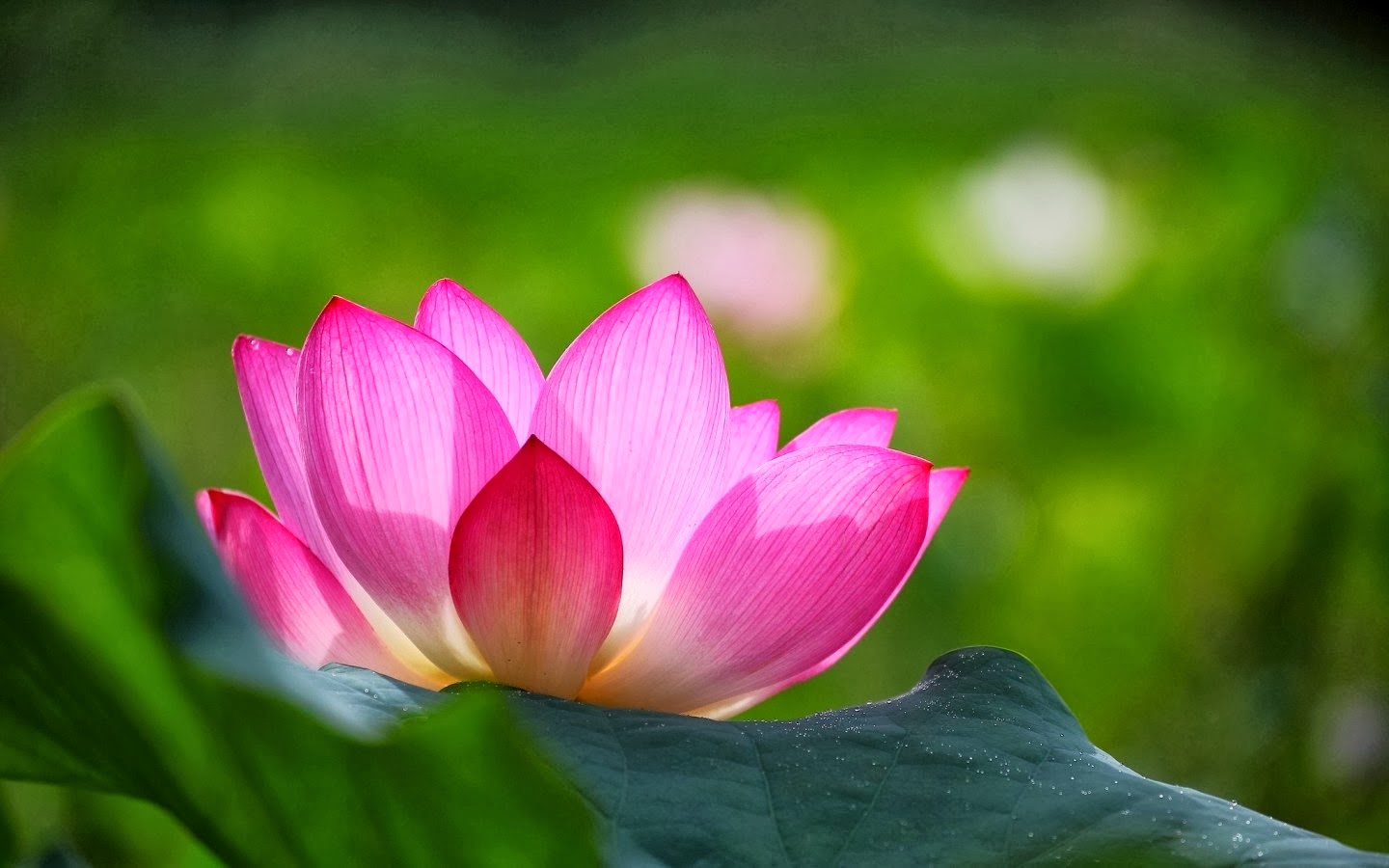All new wallpaper Lotus flowers Wallpapers