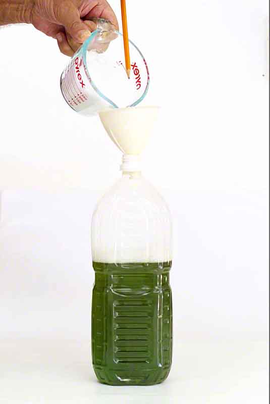 Ryukyu Life Pass This On to Folks in Mosquito Country