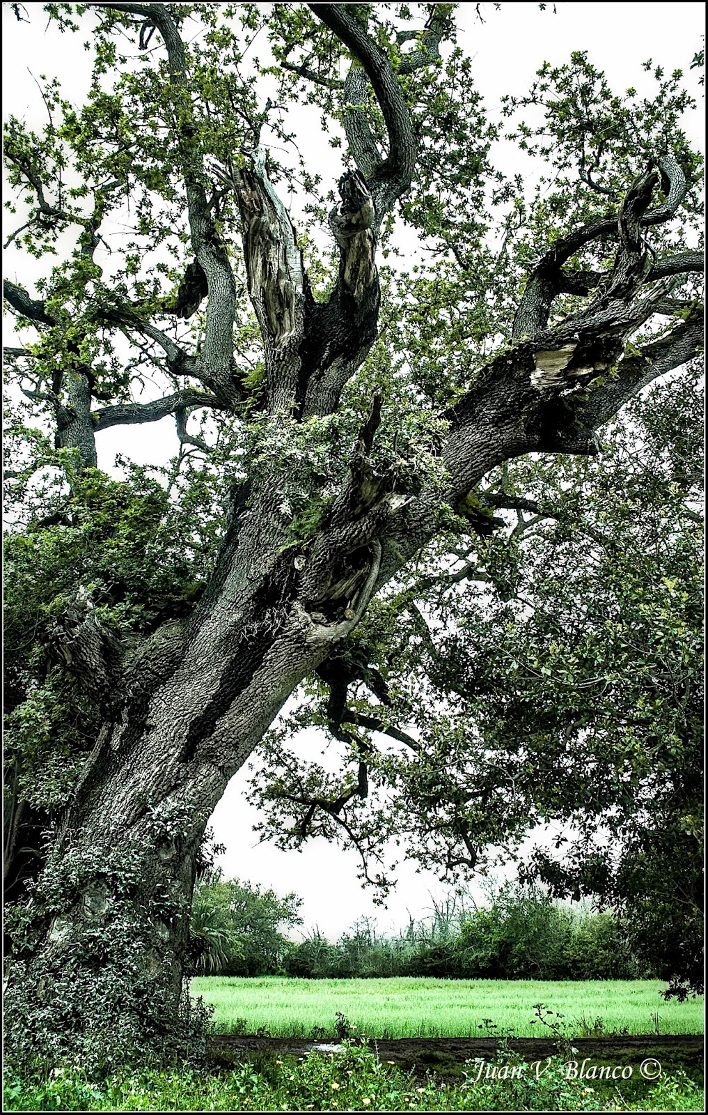 Juan V. Blanco Fotografías Tétrico
