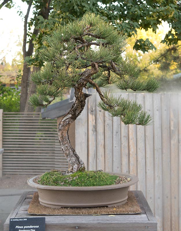 Walter Pall Bonsai Adventures: Larry Jackel and the bonsai collection