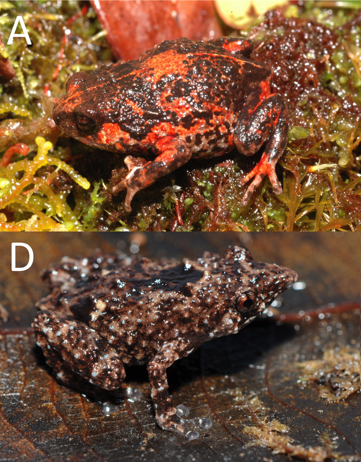 Species New to Science [Herpetology • 2017] Mountain Colonisation