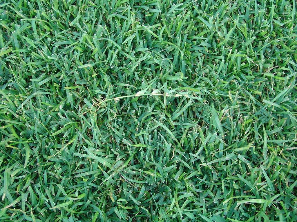 Centipede Vs. St Augustine Grass Best Manual Lawn Aerator