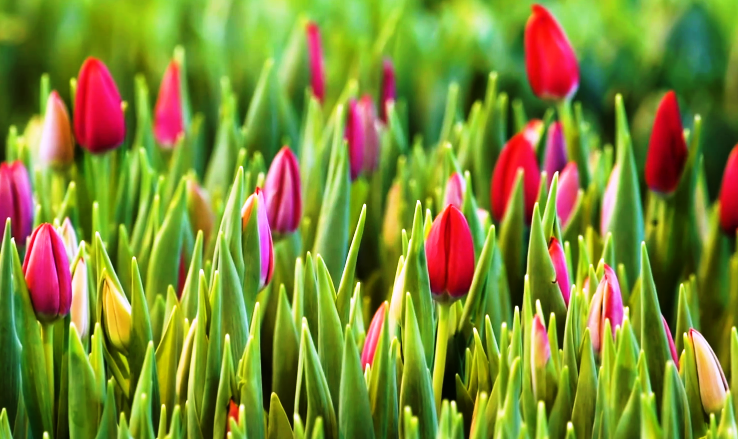 National Flower of Afghanistan