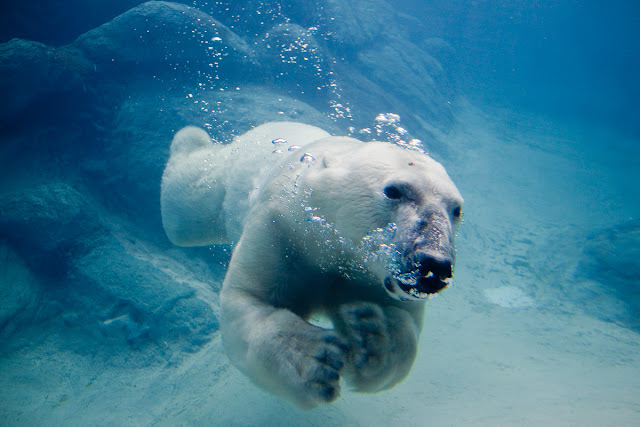 Polar Bear