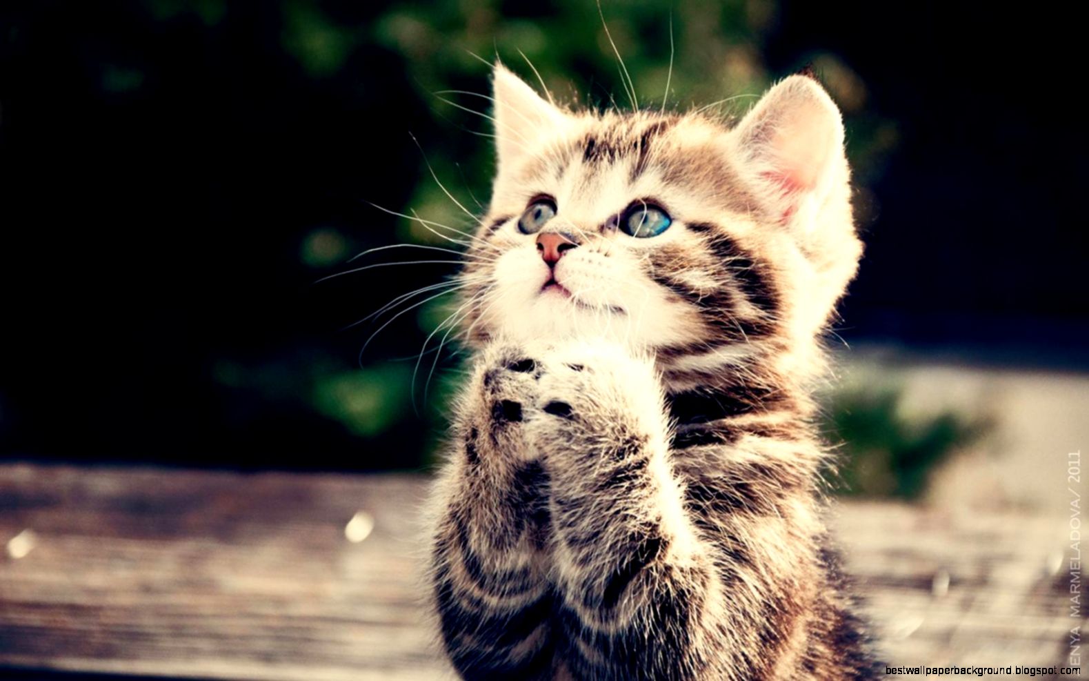 Free Cute Cat 1449  Wall Elite