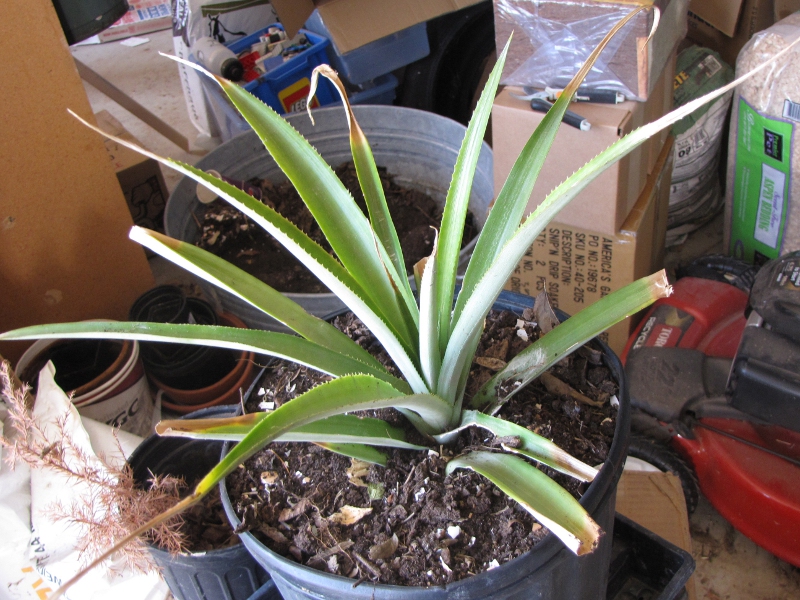 Beautiful Food Gardens Repotting a pineapple plant