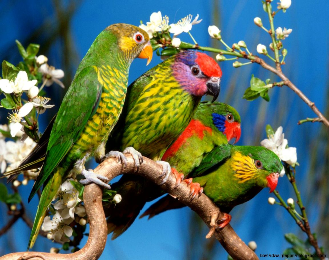 Beautiful Flowers and Birds