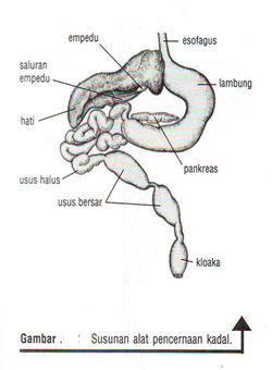 Saluran pencernaan  reptil terdiri dari mulut kerongkongan 