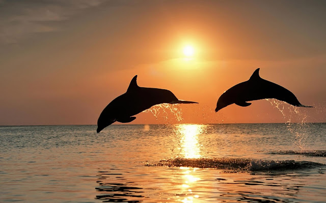 Fotos de Delfines Saltando al Atardecer