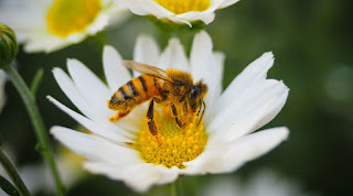 Lebah hinggap di bunga