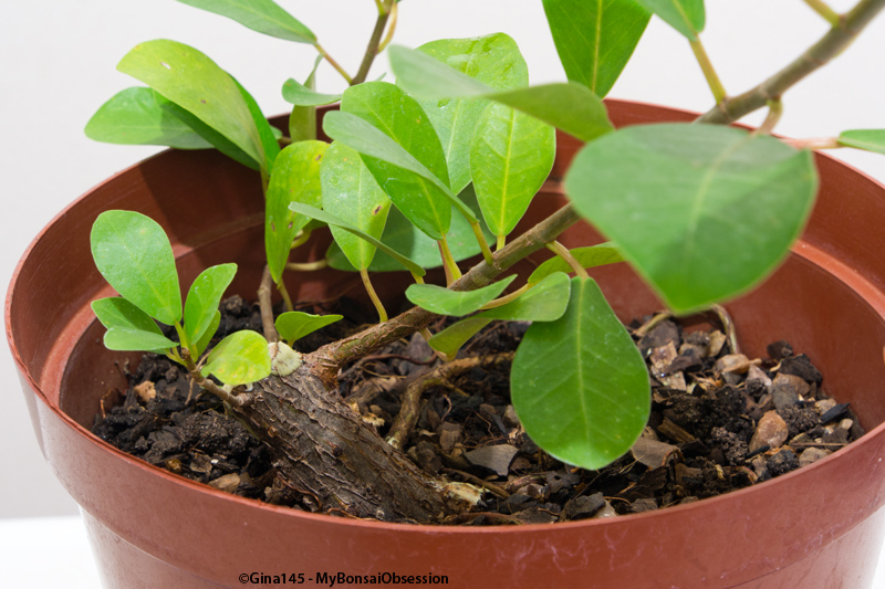 My Bonsai Obsession Clip and Grow Bonsai
