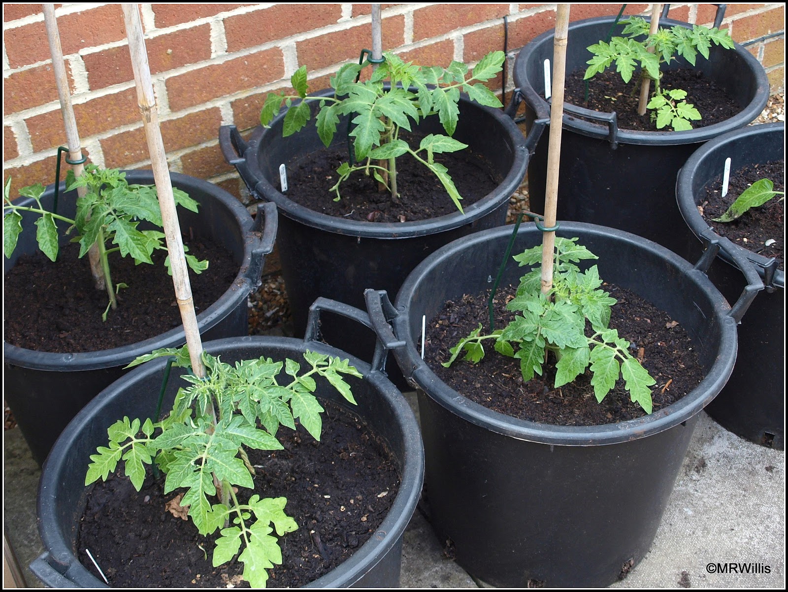 Mark's Veg Plot Pottingup tomatoes