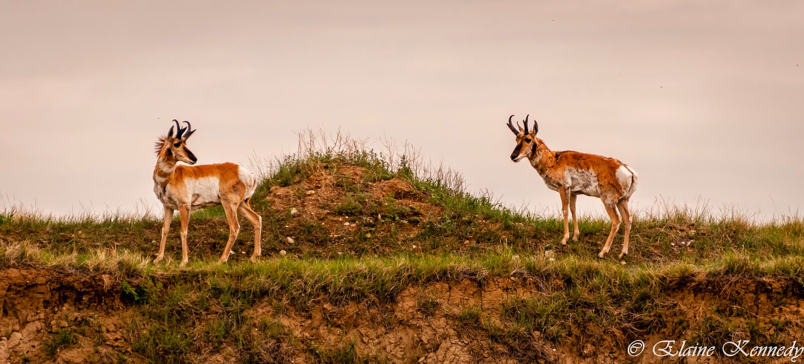 Stories of a Young Botanist and Adventurer of the Canadian Prairies