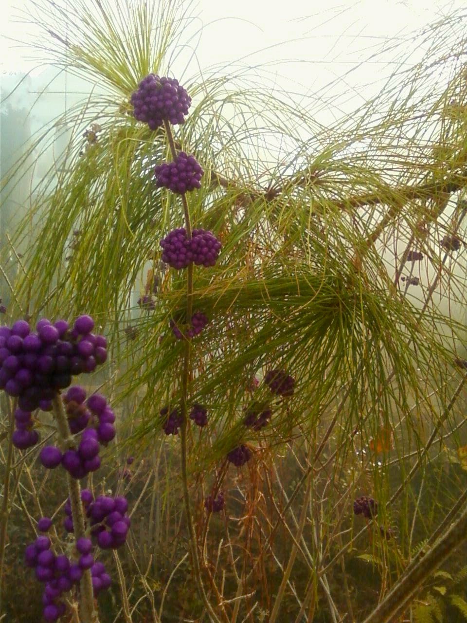 Pastimes of a Pastor Fresh Air in Winter