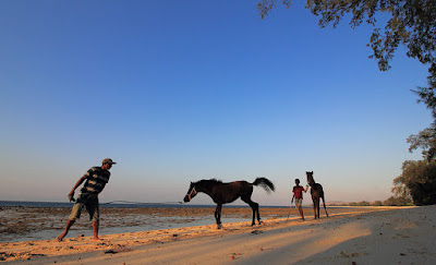 Kuda-kuda di pantai Cemara Sumba Timur