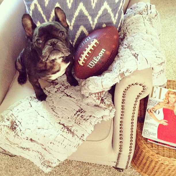 Frenchie, dog, Football