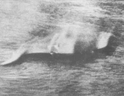 LOCH NESS MONSTER: The Hugh Gray Photograph Revisited