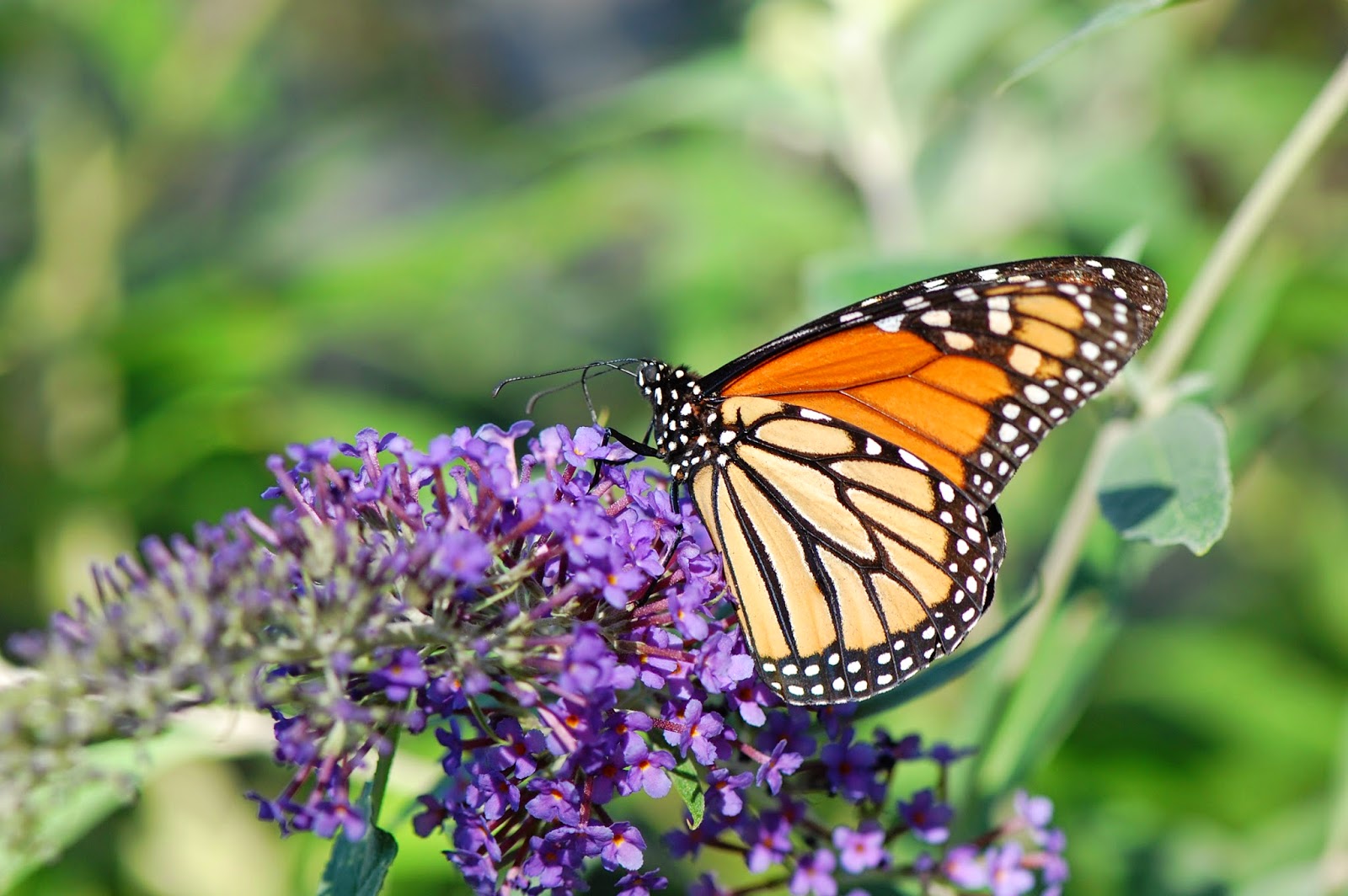 5.JPG (1600×1064) Flying flowers, Flowers, Critter