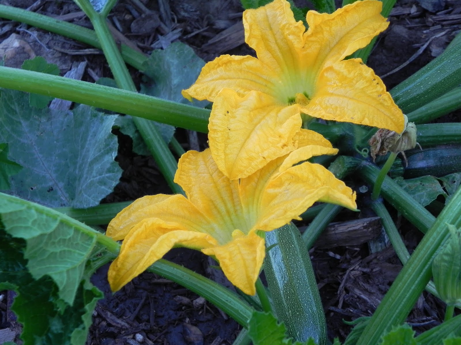 Lexi's Kitchen STUFFED ZUCCHINI BLOSSOMS
