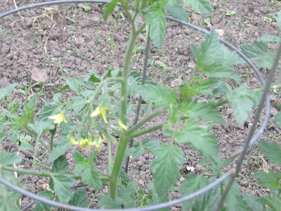 Blooms on the tomatoes-vickie's Kitchen and Garden