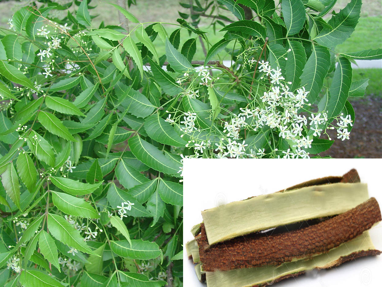 Herbalkart | The Online Herbal Store: Neem - Vembu