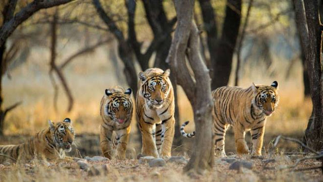 Khoa học xác nhận có 9 loài hổ trên Trái đất, 3 loài đã tuyệt chủng