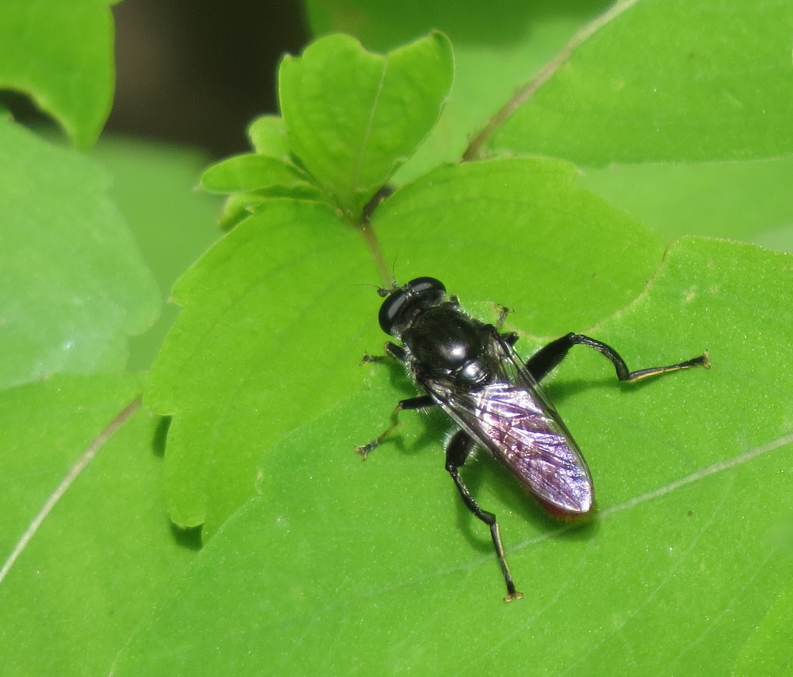 Bug Eric Eight Illinois Wasp and Bee Mimics in Twenty Minutes