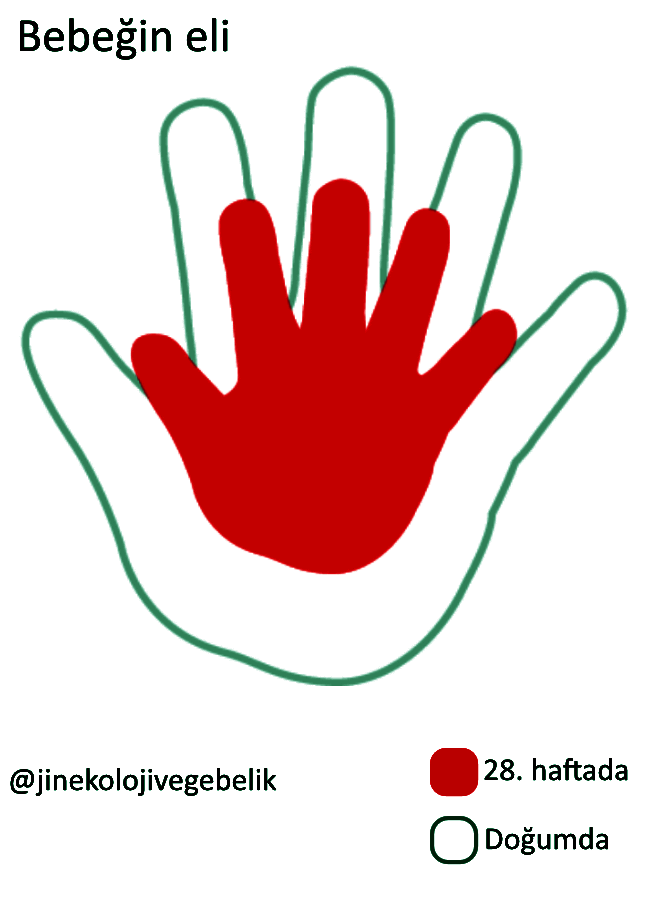 36 34 33 29 35 32 37 30 24 Haftalik Bebek Kilosu Kac Olmali