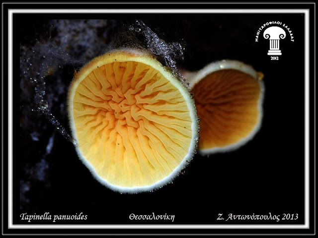 Tapinella panuoides (Batsch) E.-J. Gilbert