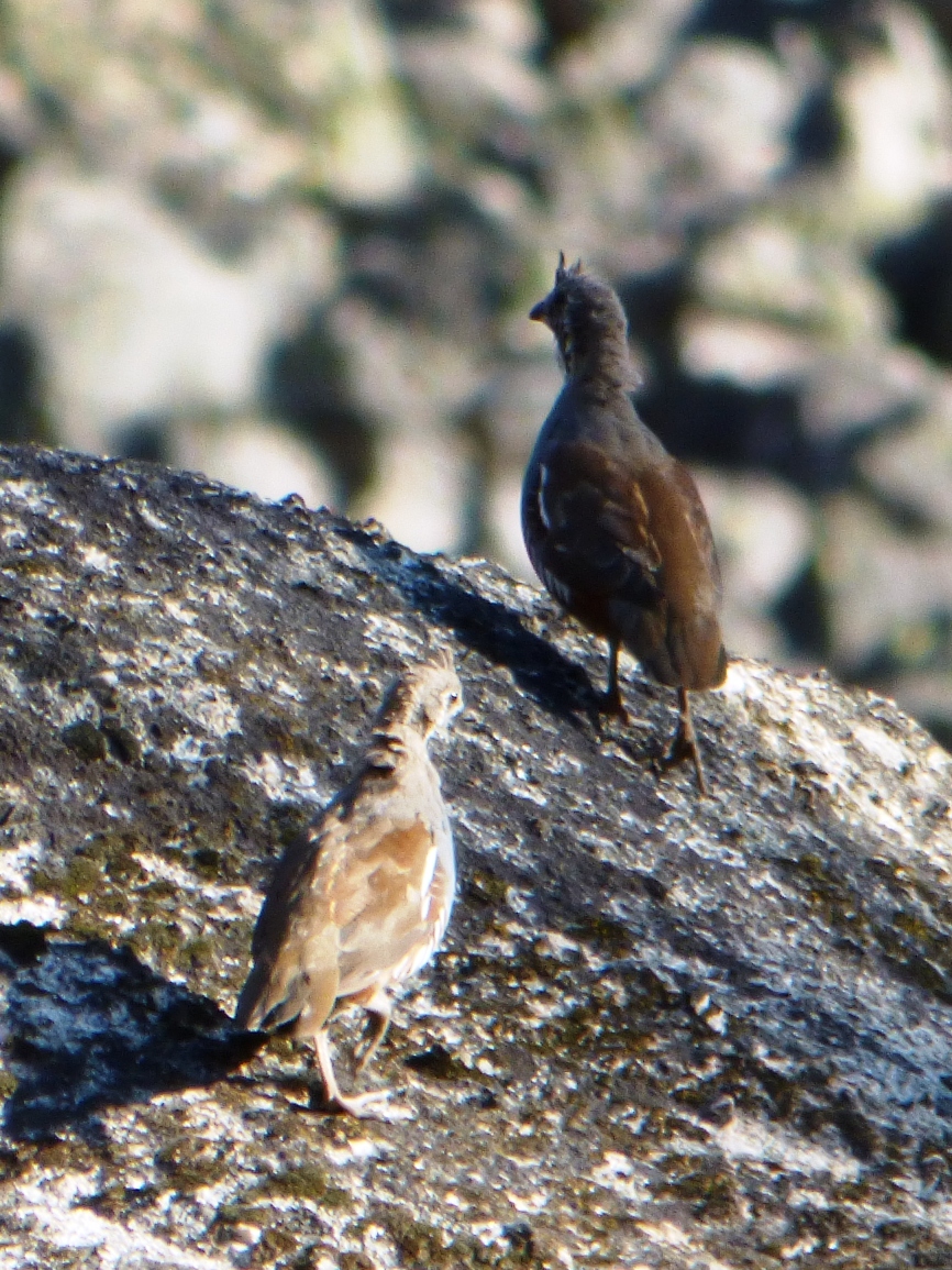 Geotripper's California Birds Mountain Quail at Columns of the Giants