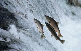 Perjalanan Menakjubkan Ikan Salmon - Media Info