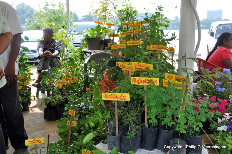 Images of Sri Lanka on plants for sale