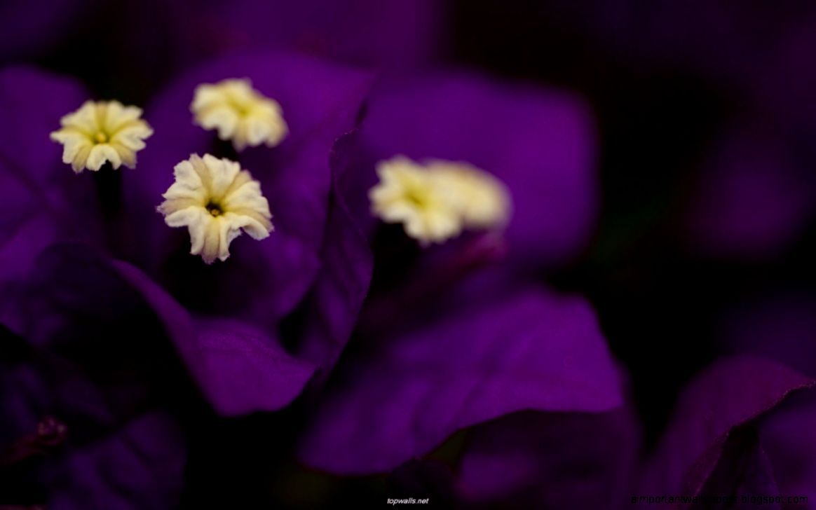 Leaf Flowers Wonderful Purple  HD Wallpapers