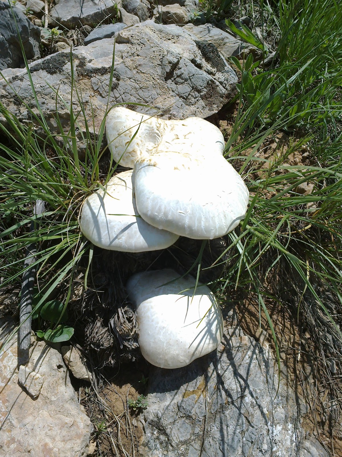 Kunkor mantar yemeği