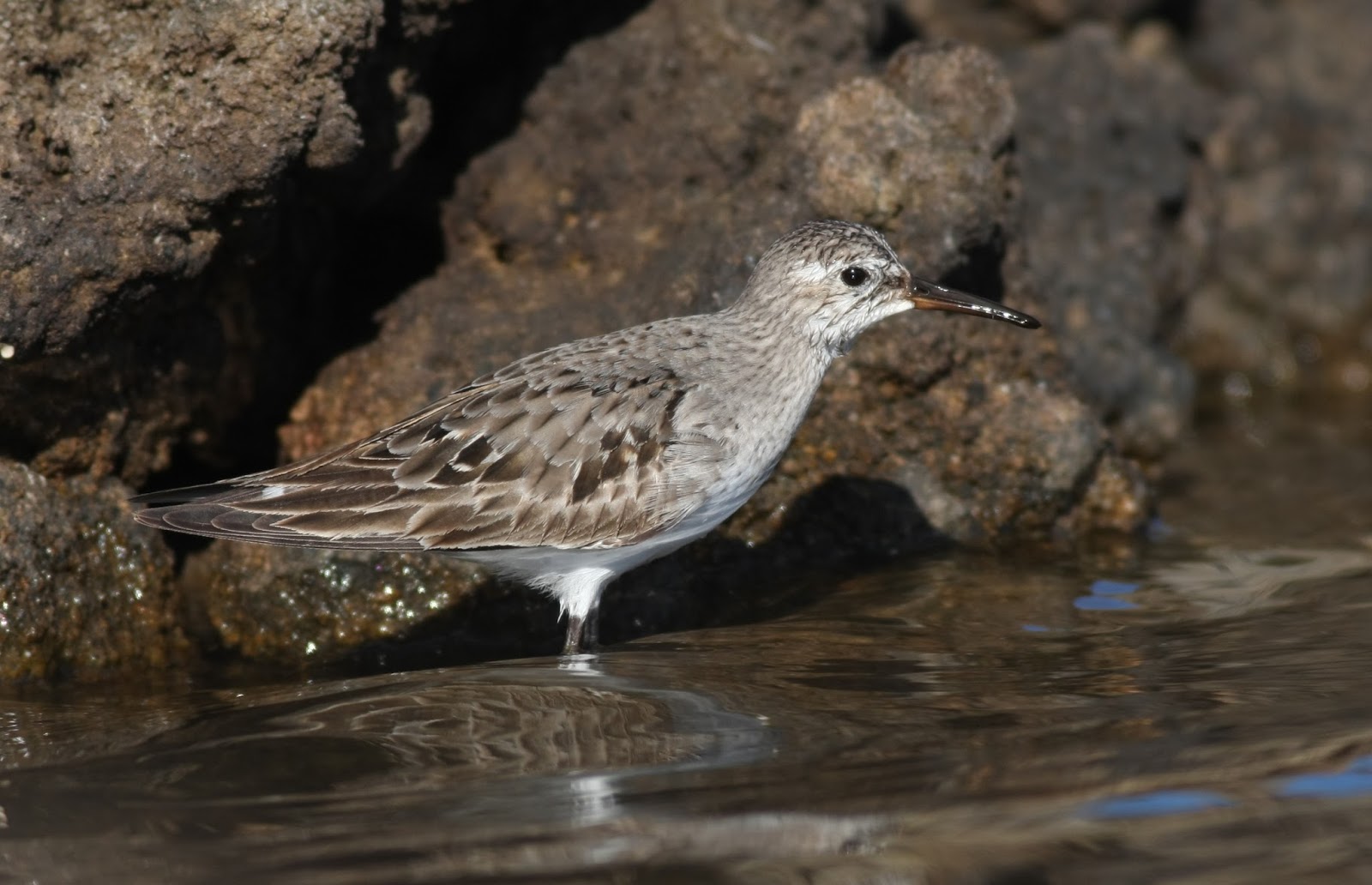 La Palma Birds Whiterumped Sandpiper