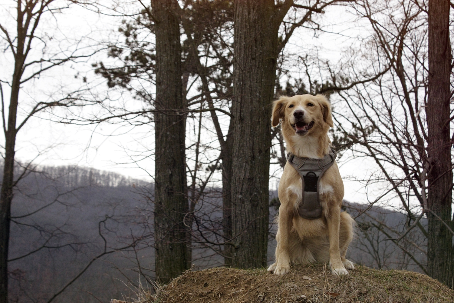 Kosice Vet Student Journey Castle Sundays Obišovce Castle